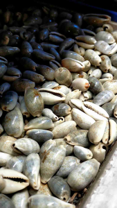 kerang laut - cangkang kerang - cangkang kerang seafood - permainan dakon - permainan congklak - kerang congklak - kerang kuwuk - kerang mainan
