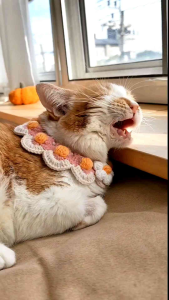 ปลอกคอแฮนด์เมดโครเชต์ รุ่นน 𝐅𝐥𝐨𝐰𝐞𝐫 𝐌𝐨𝐨𝐧 𝐂𝐫𝐨𝐜𝐡𝐞𝐭 𝐏𝐞𝐭 𝐂𝐨𝐥𝐥𝐚𝐫𝐬 มี 11 สี ฟรีไซส์สำหรับลูกแมวจนถึงหมาไซส์กลาง