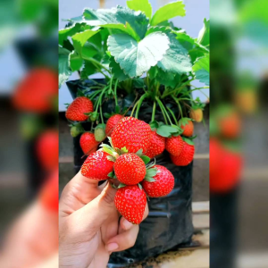BENIH STAWBERRY MERAH (KEMASAN ORIGINAL)