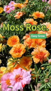 200 Benih Biji Moss Rose Mixed Bibit Krokot Portulaca grandiflora seeds