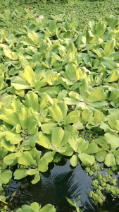 ComBo 5 Hoa Bèo Tay Tượng Thủy Sinh Dể Trồng