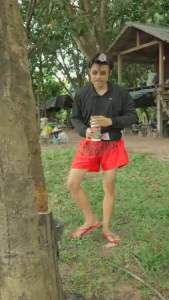 ยังพญาจอบเปลือกนิ่มกรีดง่ายต้นไม่โทรม