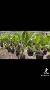 เครื่องสำอาง เสริฐอินโด 1ชุด 3-4หน่อใบ ทาปูนชูมูก รากน้ำ กำลังได้ปลูกได้