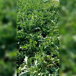 BIJI BENIH TANAMAN SEMANGKA INUL MARDY F1