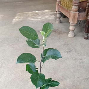 bisa cod bibit tanaman buah apel Fuji merah asli okulasi/cangkok siap berbuah