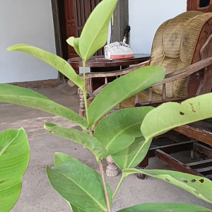 (cod) promo murah tanaman jambu bajang lelang jumbo super manis hasil okulasi siap berbuah