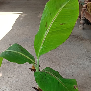 Bibit Tanaman Pisang Tanduk