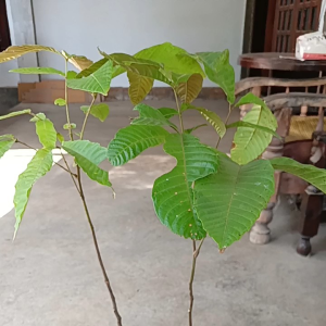 Bisa cod bibit tanaman buah matoa super