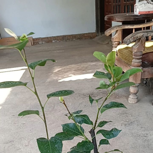 Bibit buah pir Hasil cangkok cepat berbuah