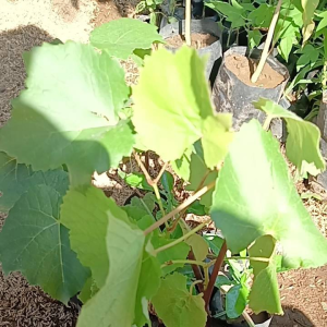 Promo Ekonomis Paket 4 Bibit Anggur Super Manis