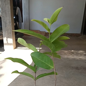 (cod)big promo tanaman jambu air bajang leang jumbo super manis hasil okulasi siap berbuah
