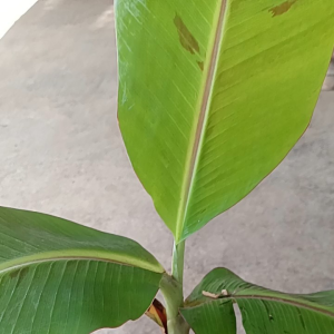 promo bibit tanaman pisang tanduk jumbo
