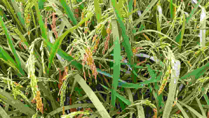 BENIH PADI PMJ 01 5KG PADI MALAY JUMBO PREMIUM