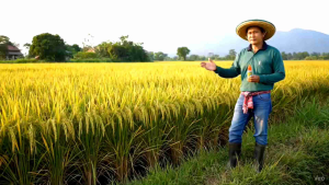 จัมโบ้-จิ๊บ สูตรเข้มข้น หัวเชื้อฮอร์โมนพืช 15cc.