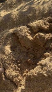 ขี้เลื่อยไม้ยางพาราแท้ ไม่ผ่านการอบ เหมาะสำหรับเพาะเห็ด