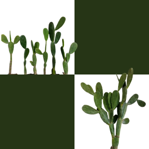 โอพันเทีย 1ต้น เสมาหูกระต่าย กระบองเพชร แคคตัส ไม้อวบน้ำ แต่งสวน แต่งคาเฟ่ แต่งบ้านมินิมอล