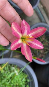 ย.หัวดอกบัวดิน Fairy Heart หัวละ 15 บาท