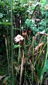 1 kg kecombrang segar bunga dari honje petik dadakan untuk Masakan dan obat herbal