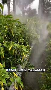 Pupuk Dasshu Z1000 1 KG - Perangsang Akar Tunas Buah Pupuk organik Jepang untuk Semua Tanaman BISA COD