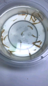 Fairy Shrimp Egg Sea Monkey Utk Ikan Laga