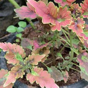 Miana Merah ekor Naga