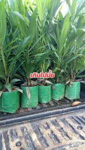 ต้นปาล์มน้ำมัน 1 ลังบรรจุได้ 2 ต้น สายพันธุ์ท็อปเนอร่า ลูกผสม DxPที่พัฒนาต่อเนื่องโดยทีมงานมหาวิทยาลัยสงขลา
