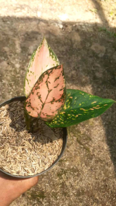 Tanaman hias hidup aglonema baby valentin