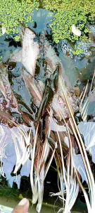 Cryptocoryne Wendtii Brown Aquatic Plant