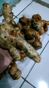 Temulawak segar fresh.isi 1 kg.