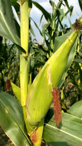 400 BENIH BIJI JAGUNG PERTIWI 6 SUPER