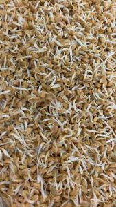 Spouted Fenugreek Powder / Mulaikattiya Venthayam podi/ sprout