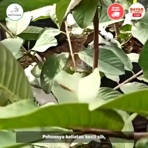 Selamat Datang Ditoko Kami Bibit Jambu Kristal Farang Bangkok Putih Non Biji Dengan Berbentuk Bulat Lonjong Mempunyai daging Berwarna putih Dengan Tekstur Dan Renyah Sudah Siap Ditanam Dipot Bisa.Pemesaan Bisa COD Bayar Ditempat