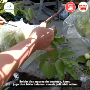 Selamat Datang Ditoko Kami Bibit Jambu Kristal Merah Varian Buah Berwarna Pink kemerahan. Keunggulan dari Jambu ini adalah rasanya yang manis dengan tekstur renyah dan berdaging tebal. Meskipun jambu biji namun jambu ini sangat minim biji bahkan nyaris y
