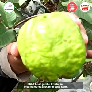Selamat Datang Ditoko Kami Bibit Jambu Kristal Farang Bangkok Merah Non Biji Dengan Berbentuk Bulat Lonjong Mempunyai daging Berwarna Merah Dengan Tekstur Dan Renyah Sudah Siap Ditanam Dipot Bisa.Pemesaan Bisa COD Bayar Ditempat