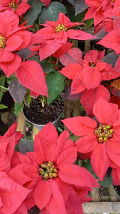 Tanaman Hias Hidup Kastuba Merah Poinsettia