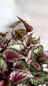 Tanaman Hias Hidup Begonia Rex