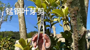 Gunting Pruning Bonsai Baja Mangan tahan karat dan aus Original Packing