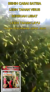 Benih Cabai Satria 10 gram Tahan Virus