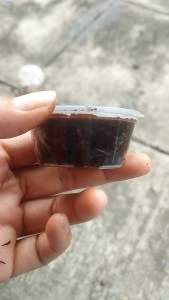 Umpan Ikan Bawal Kluwak Buna Galak 35gr