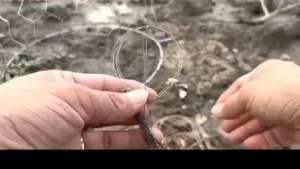 giò bẫy chim cu mã lai se 4