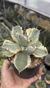 Agave Kabutogani v.  ไม้ในกระถาง 4 นิ้ว สวยน่ารัก อากาเว่เลี้ยงง่าย น่าเก็บสะสม น่าเลี้ยง