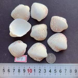 เปลือกหอยรูปหัวใจมีจุดแดง 50g สำหรับงานศิลป์จากเปลือกหอย ตกแต่งสวน Size:3-4cm