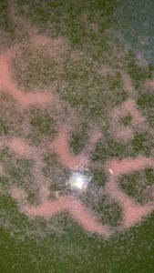 ไรแดง t10 พาไปขยายพันธุ์ต่อ