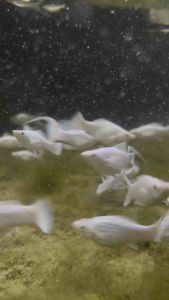 Platinum Lyretail Molly /Livefish/Freshwater/白金双尾茉莉鱼