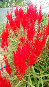 เมล็ดพันธุ์ดอกหงอนไก่ ชุด 200 เมล็ด