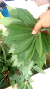 ใบมันสำปะหลัง สำหรับเลี้ยงสัตว์ชุด 500 กรัม