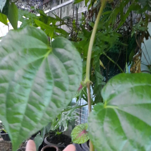 ใบพลูสด Organic100% พลูเขียว