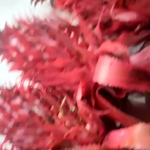 nanas muda segarbuah nanas merahbibit nanas