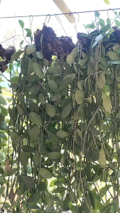 Manaog Ka Irog/Hanging Coin Vine