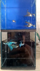 Full gold gwrb finc pair Abt gwrb finc pair Blue grass pair